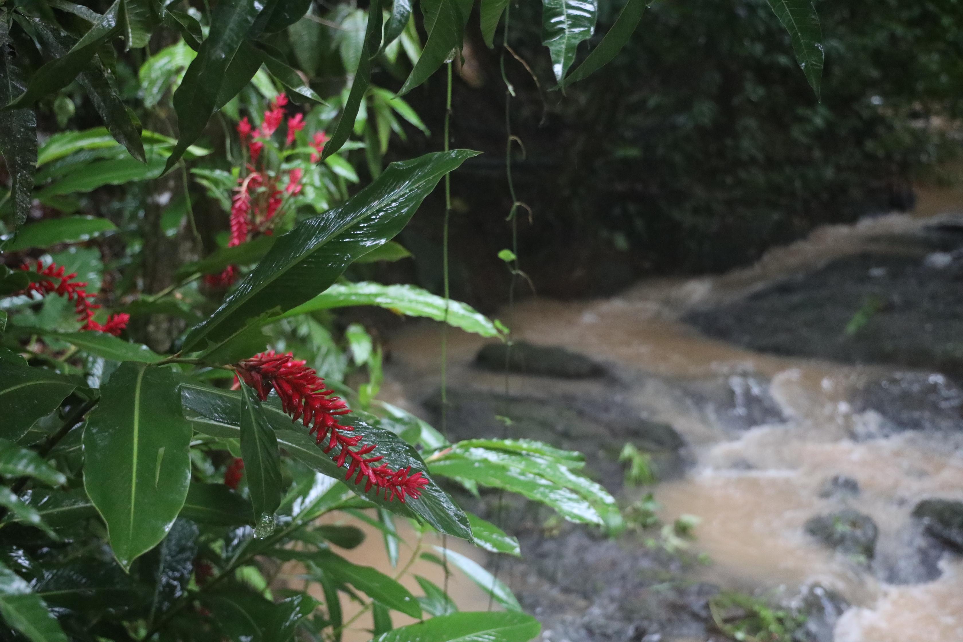 Ecotica Boutique Hotel (Adults Only) Manuel Antonio Bagian luar foto