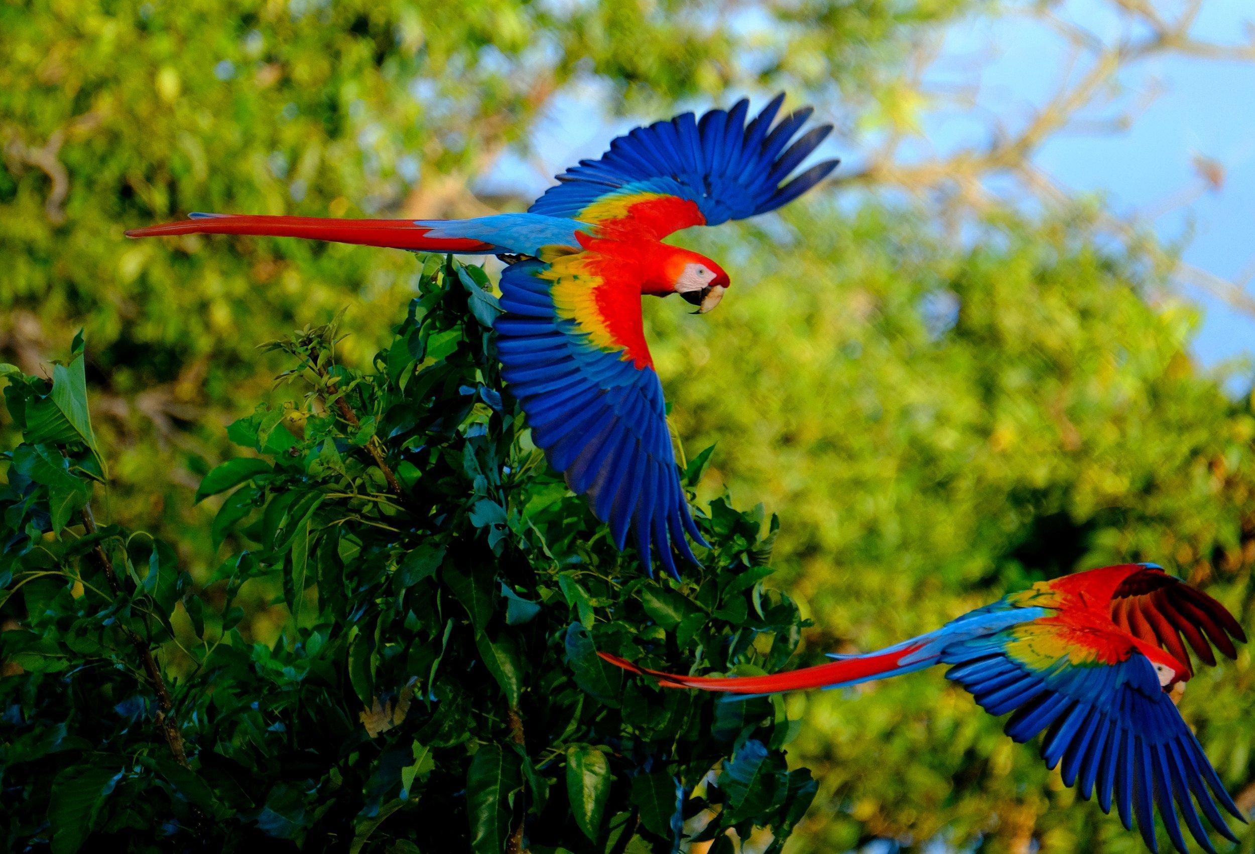 Ecotica Boutique Hotel (Adults Only) Manuel Antonio Bagian luar foto